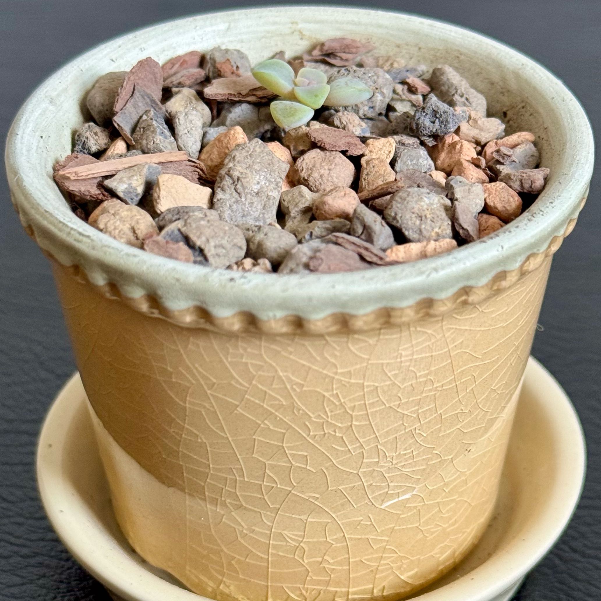 Photo of the plant species Unidentified Plant by @PurpleSucculent named MB 02 - Sol on Greg, the plant care app