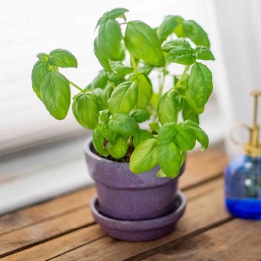 Photo of the plant species Sweet Basil by @BraveMystax named Leonardo on Greg, the plant care app