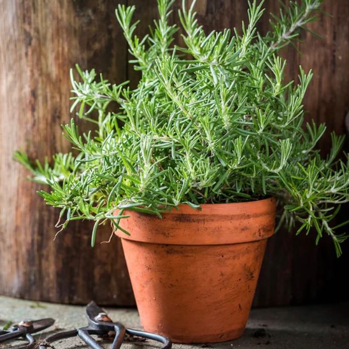 Photo of the plant species Rosemary by @BraveMystax named Madonna on Greg, the plant care app