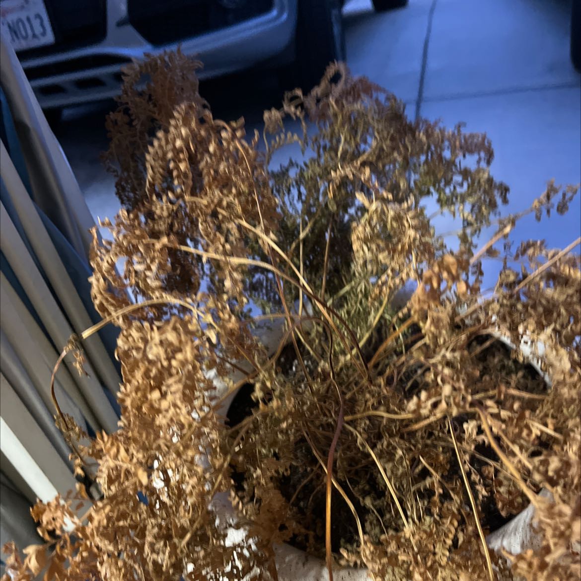 Your plant