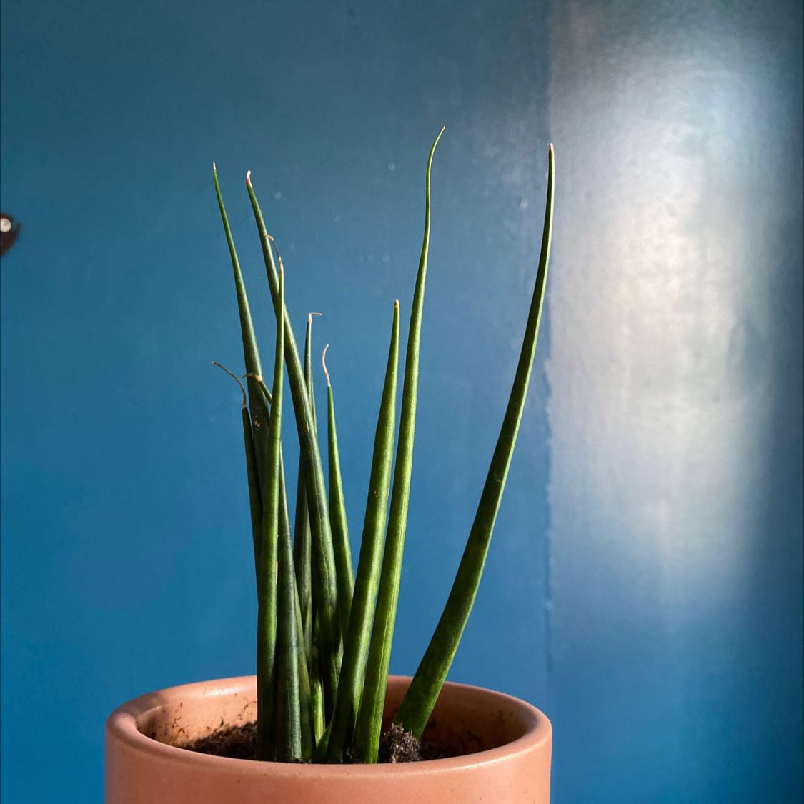 Photo of the plant species Cylindrical Snake Plant by @ArdentBacopa named Snakey on Greg, the plant care app
