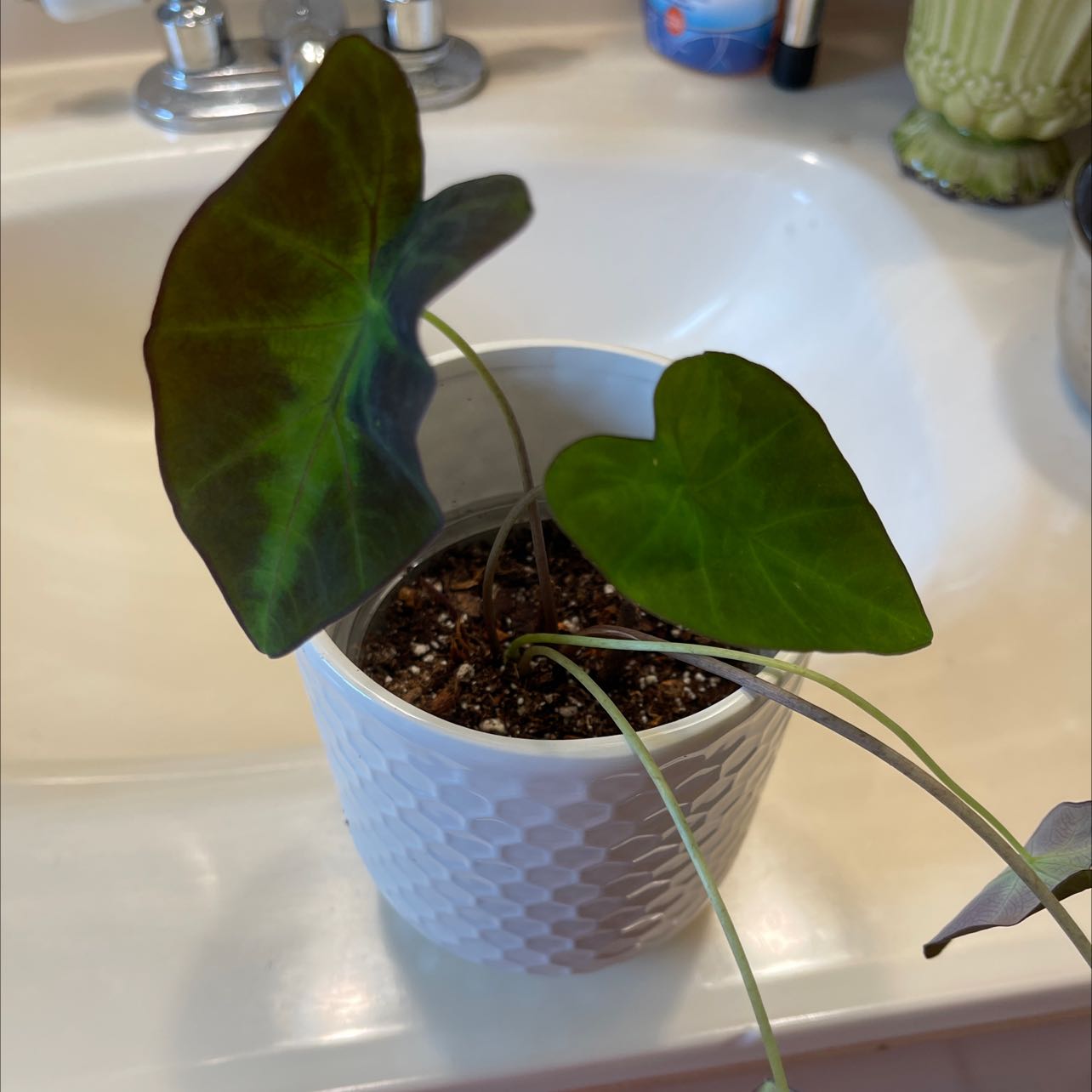 Colocasia 'Black Beauty' plant in a white pot on a bathroom sink with healthy dark green leaves.