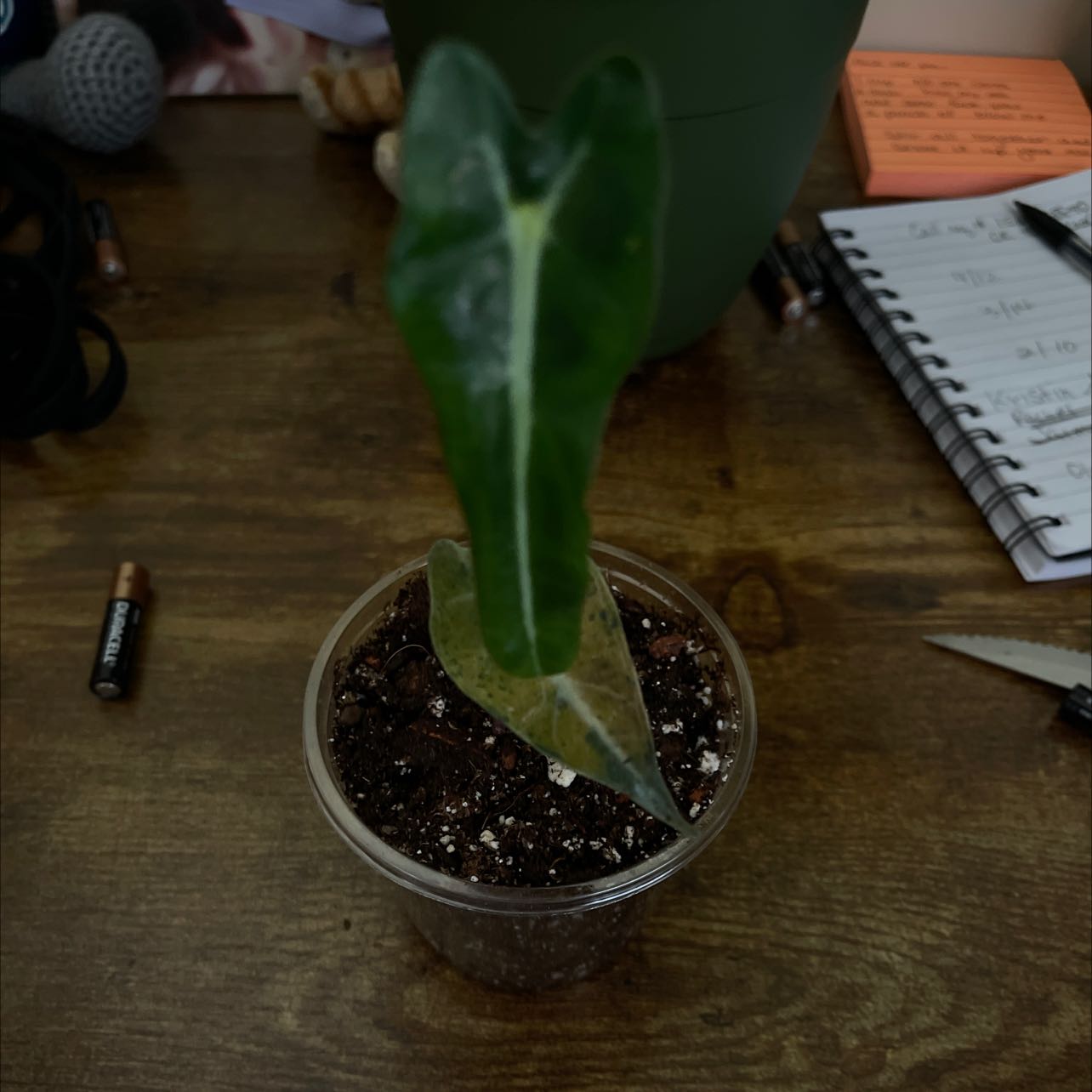 Photo of the plant species Alocasia Fairy by @ExpectantSquash named Dolores on Greg, the plant care app