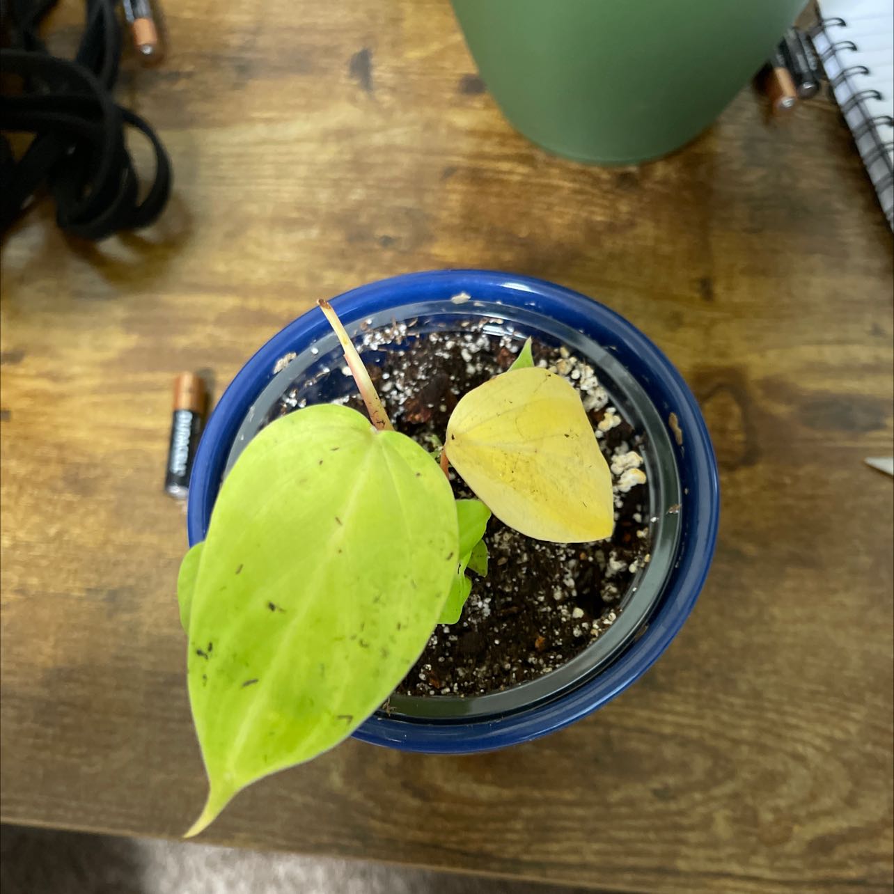 Photo of the plant species Philodendron 'Fuzzy Petiole' by @ExpectantSquash named Gomez on Greg, the plant care app