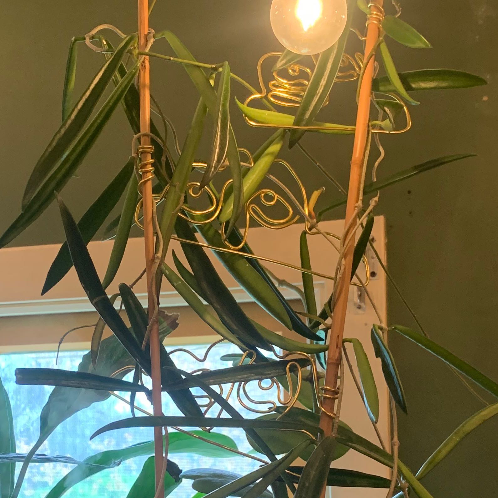 Hoya shepherdii plant with elongated leaves, supported by stakes and wires.