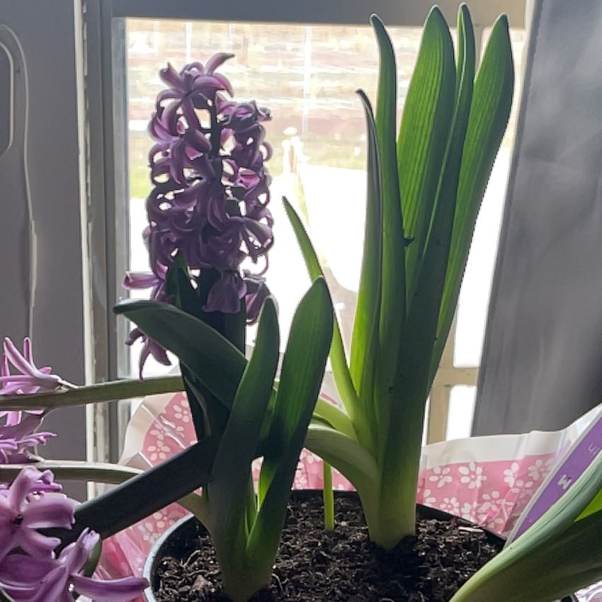 Garden Hyacinth with green leaves and purple flowers in a pot.