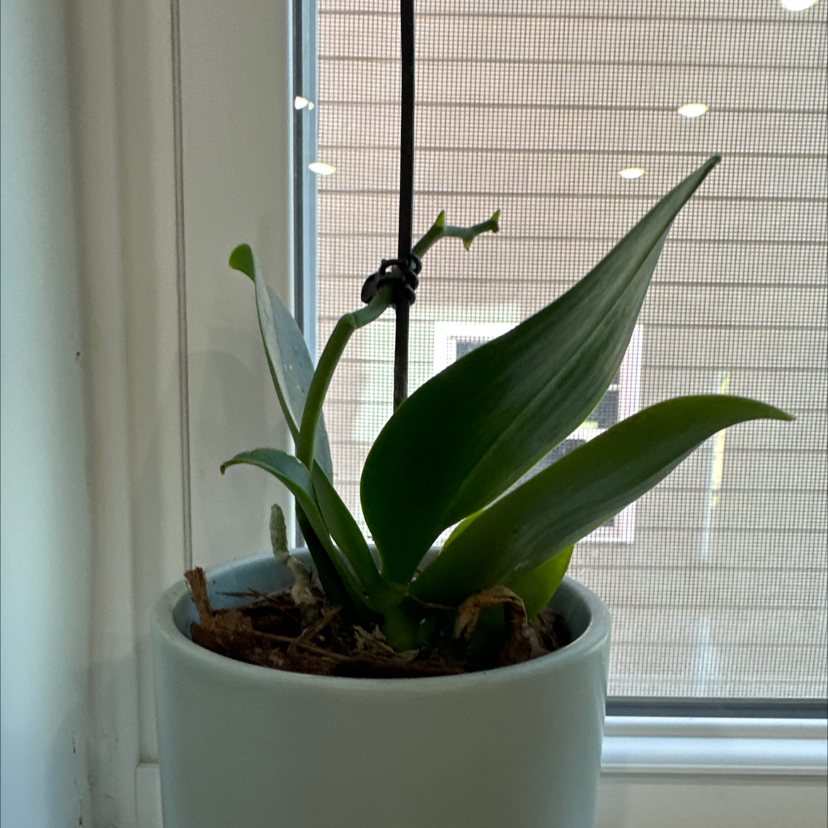 Cockleshell Orchid in a white pot near a window, appearing healthy with green leaves.
