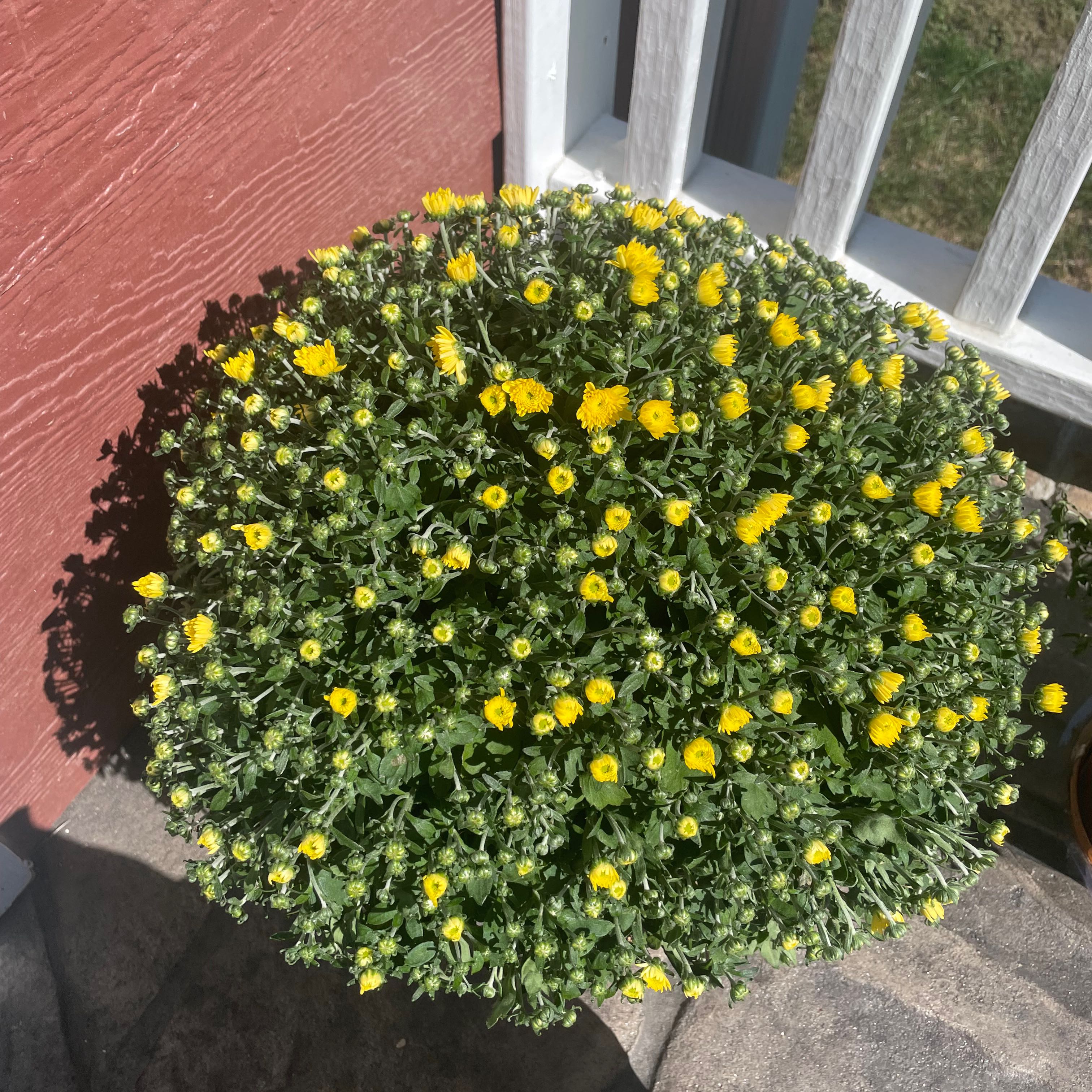 Chrysanthemum plant with numerous small yellow flowers, well-framed and centered.