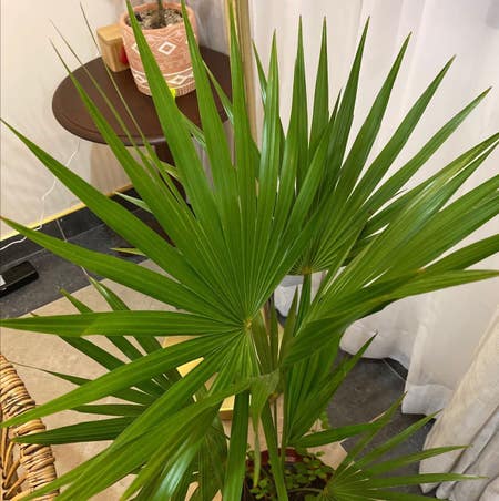 Photo of the plant species Florida Thatch Palm by Helperelkweed named Your plant on Greg, the plant care app