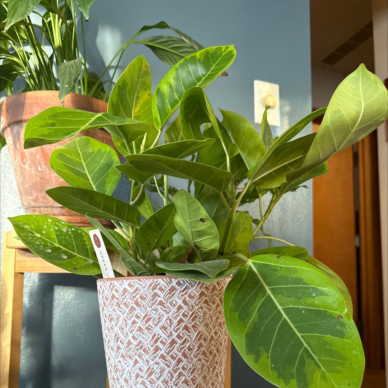 Healthy Ficus Decora plant in a decorative pot with vibrant green leaves.