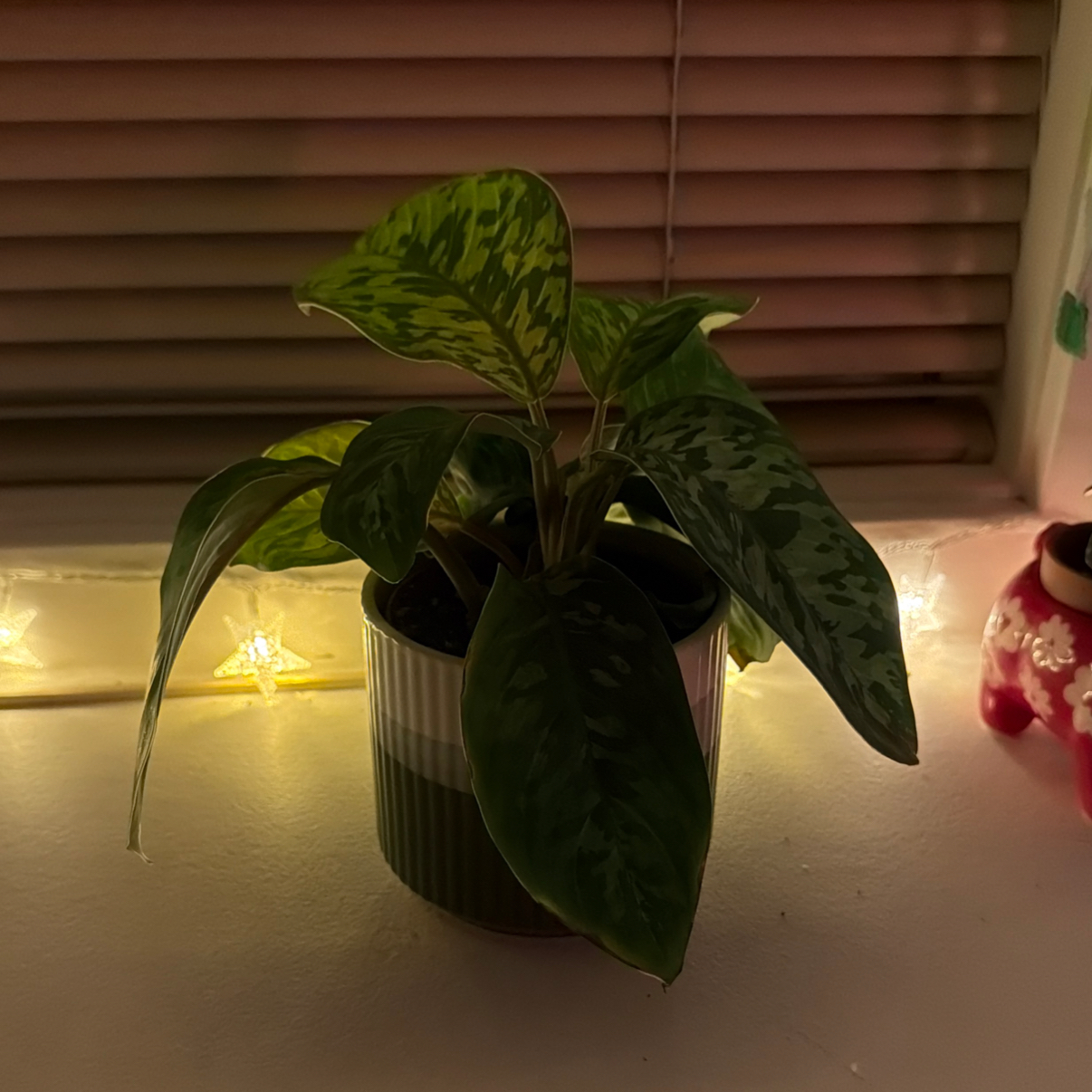 Photo of the plant species Homalomena 'Camouflage' by Juju named Sherlock on Greg, the plant care app