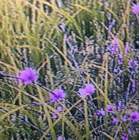 Photo of the plant species Texas Vervain by @EpitomeLithops named Your plant on Greg, the plant care app