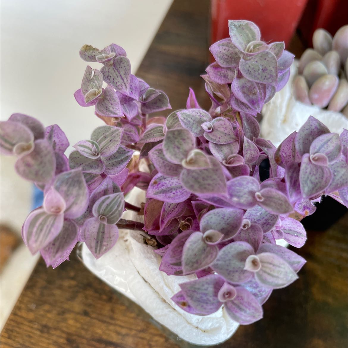 Photo of the plant species Creeping Inch Plant by @RefinedMullein named Pink Lady on Greg, the plant care app