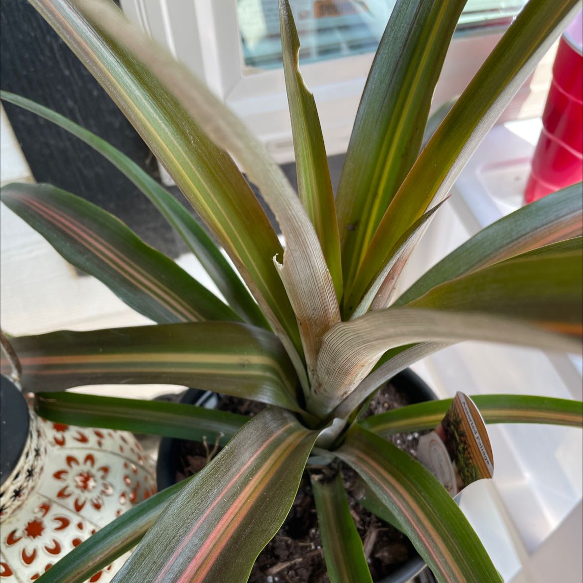 Photo of the plant species Neoregelia 'Raphael' by @RefinedMullein named Lola on Greg, the plant care app