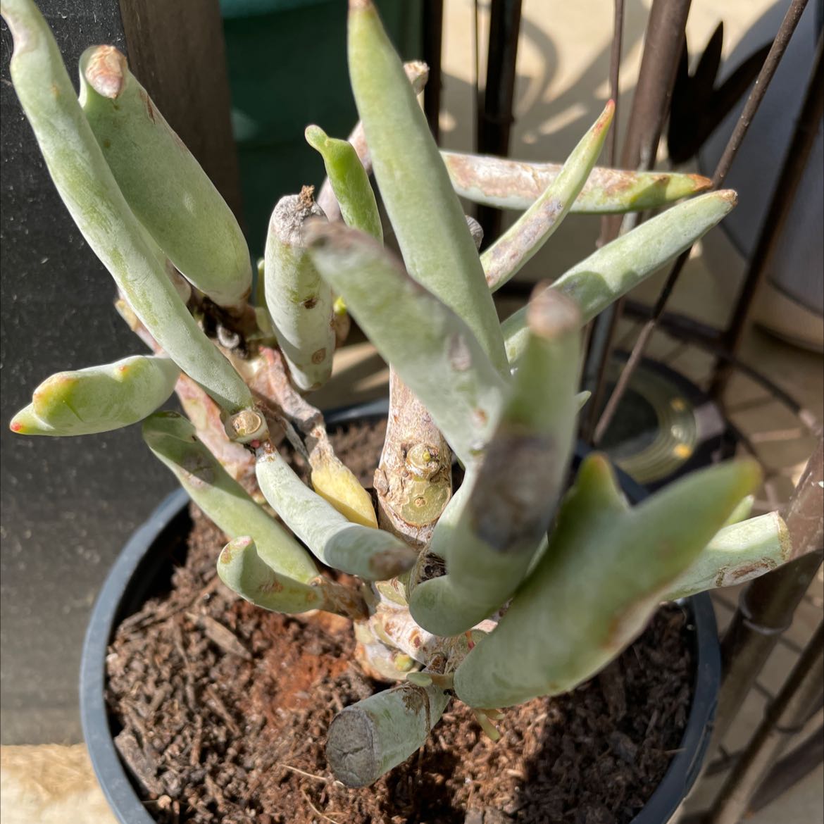 Photo of the plant species Cotyledon 'Happy Young Lady' by @RefinedMullein named Stick on Greg, the plant care app
