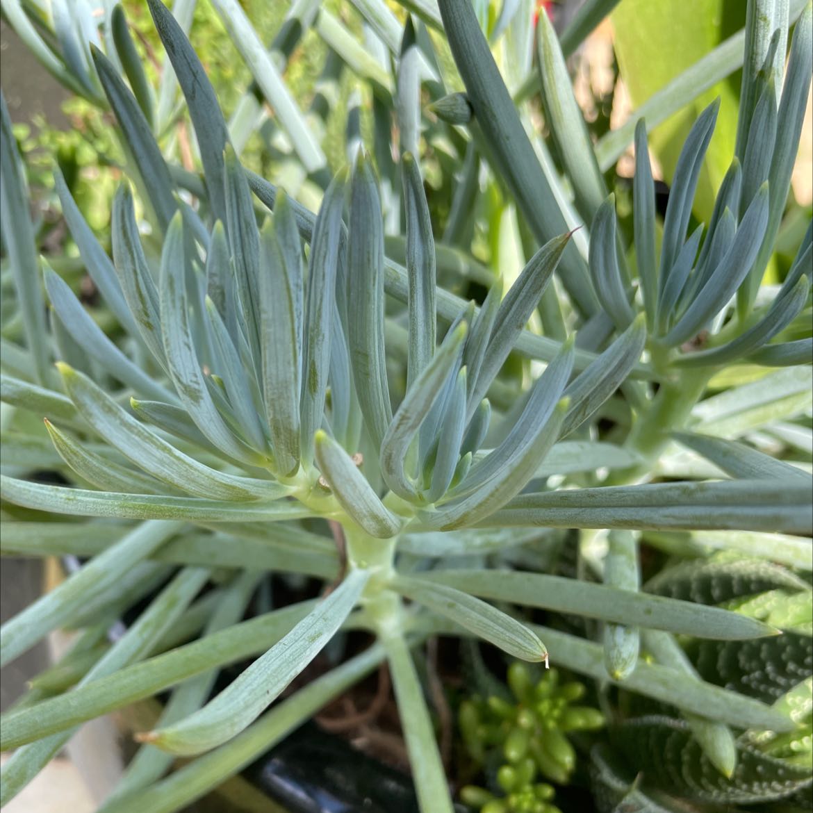 Photo of the plant species Narrow-Leaf Chalk Sticks by @RefinedMullein named Mochi on Greg, the plant care app