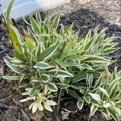 Peruvian-Lily plant