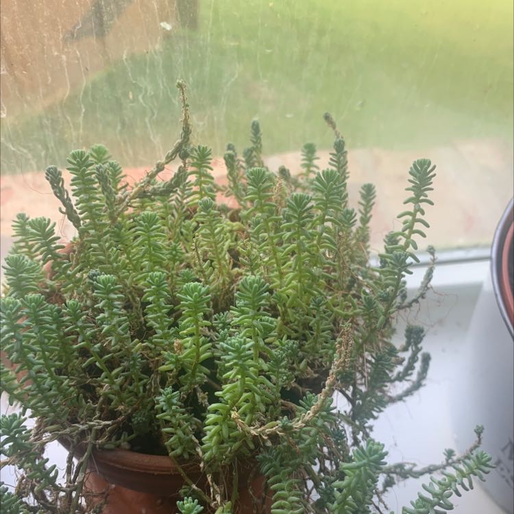 Plant care for Mapleleaf Goosefoot on Greg, the plant care app