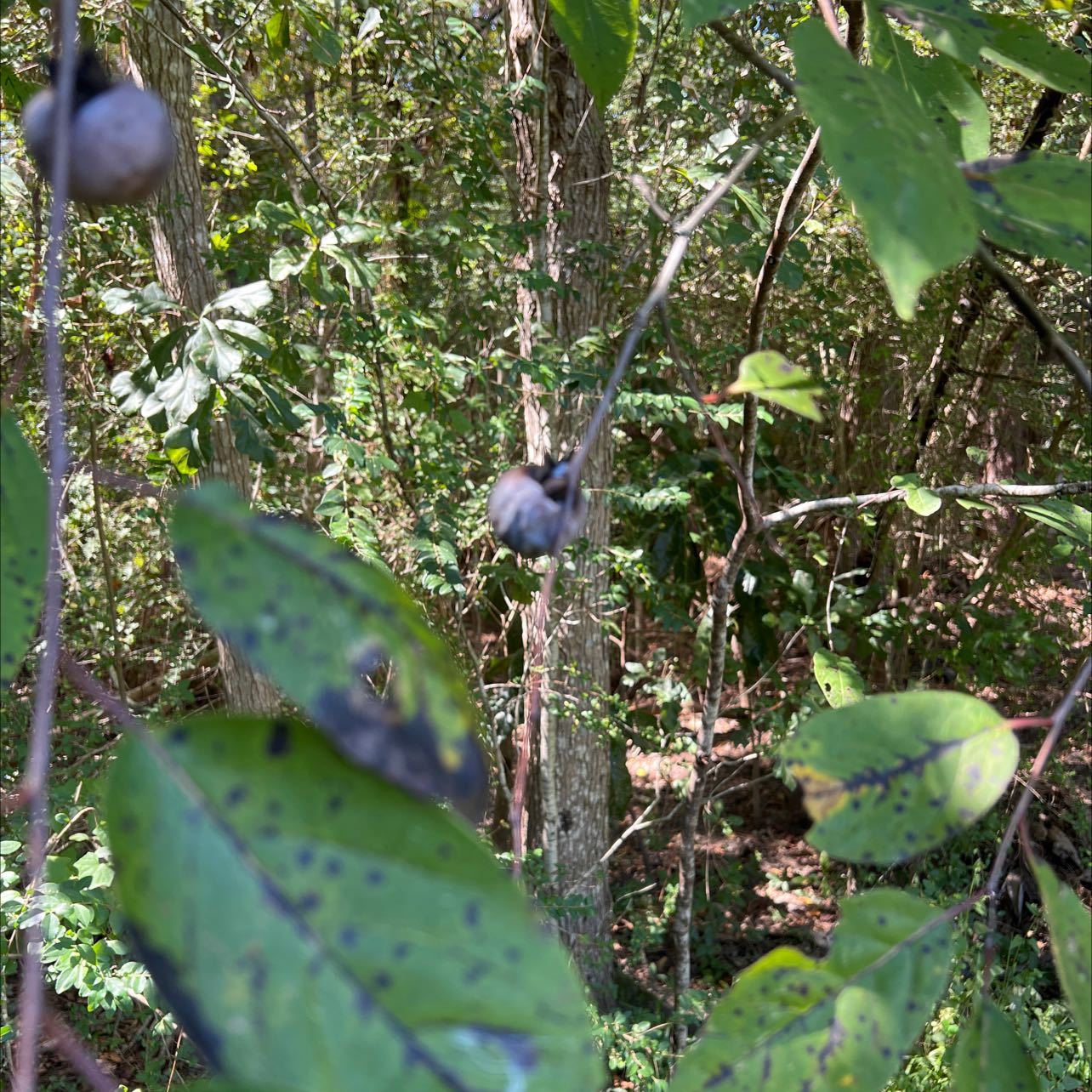 Plant care for Black Sapote on Greg, the plant care app