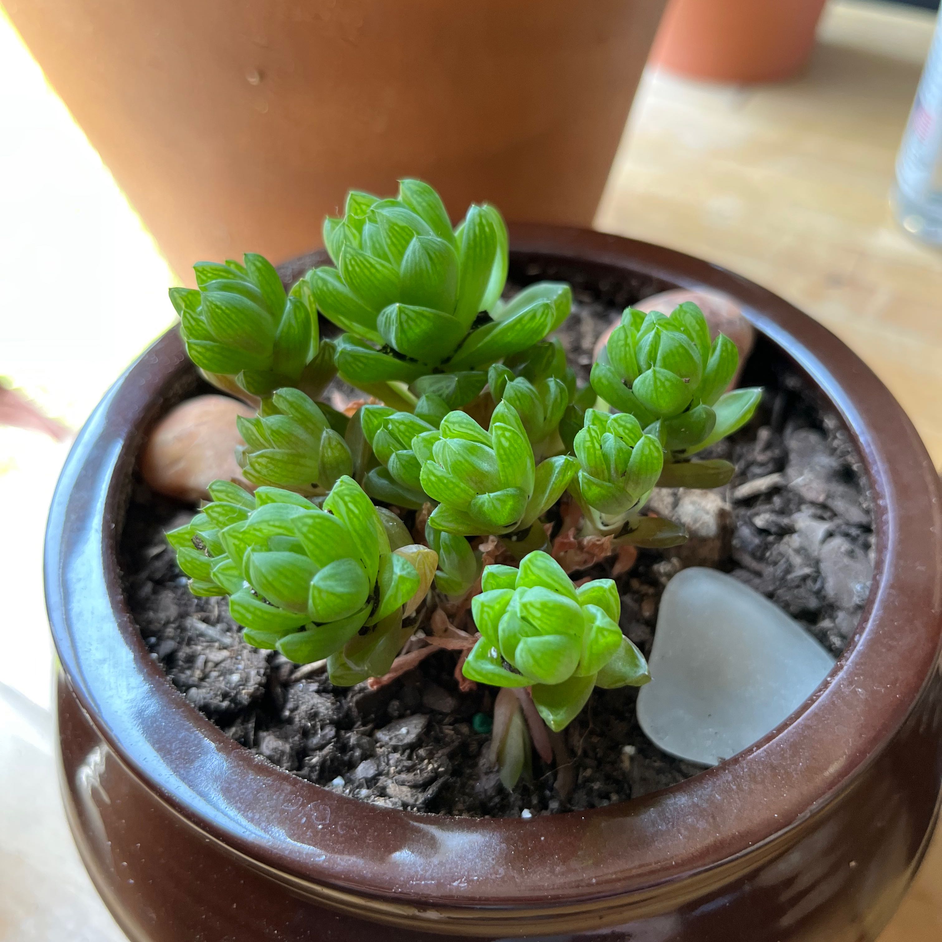 Haworthia 'Obtusa' plant in a brown pot with visible soil and vibrant green leaves.