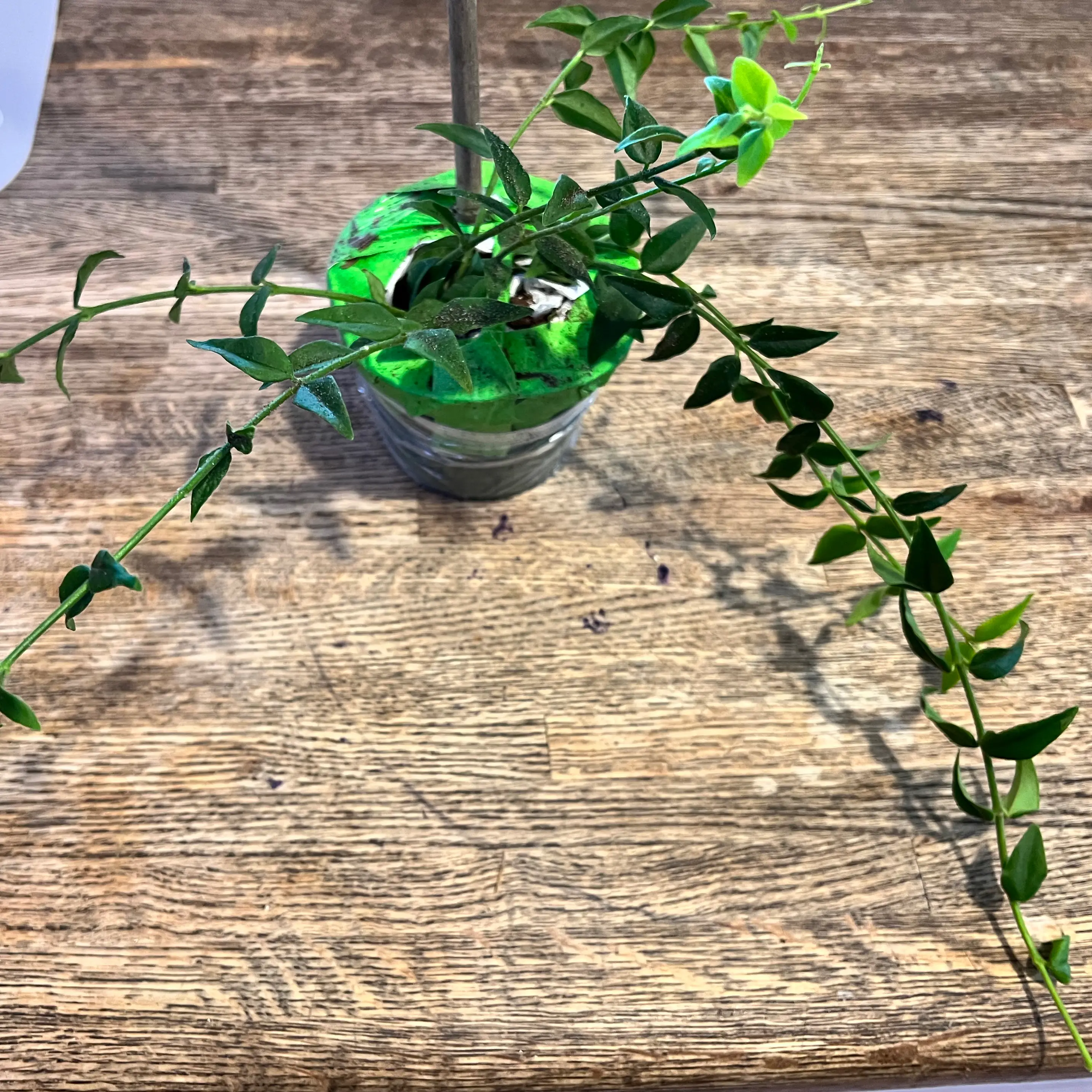 Hoya Bella plant in a small pot on a wooden surface, appearing healthy.