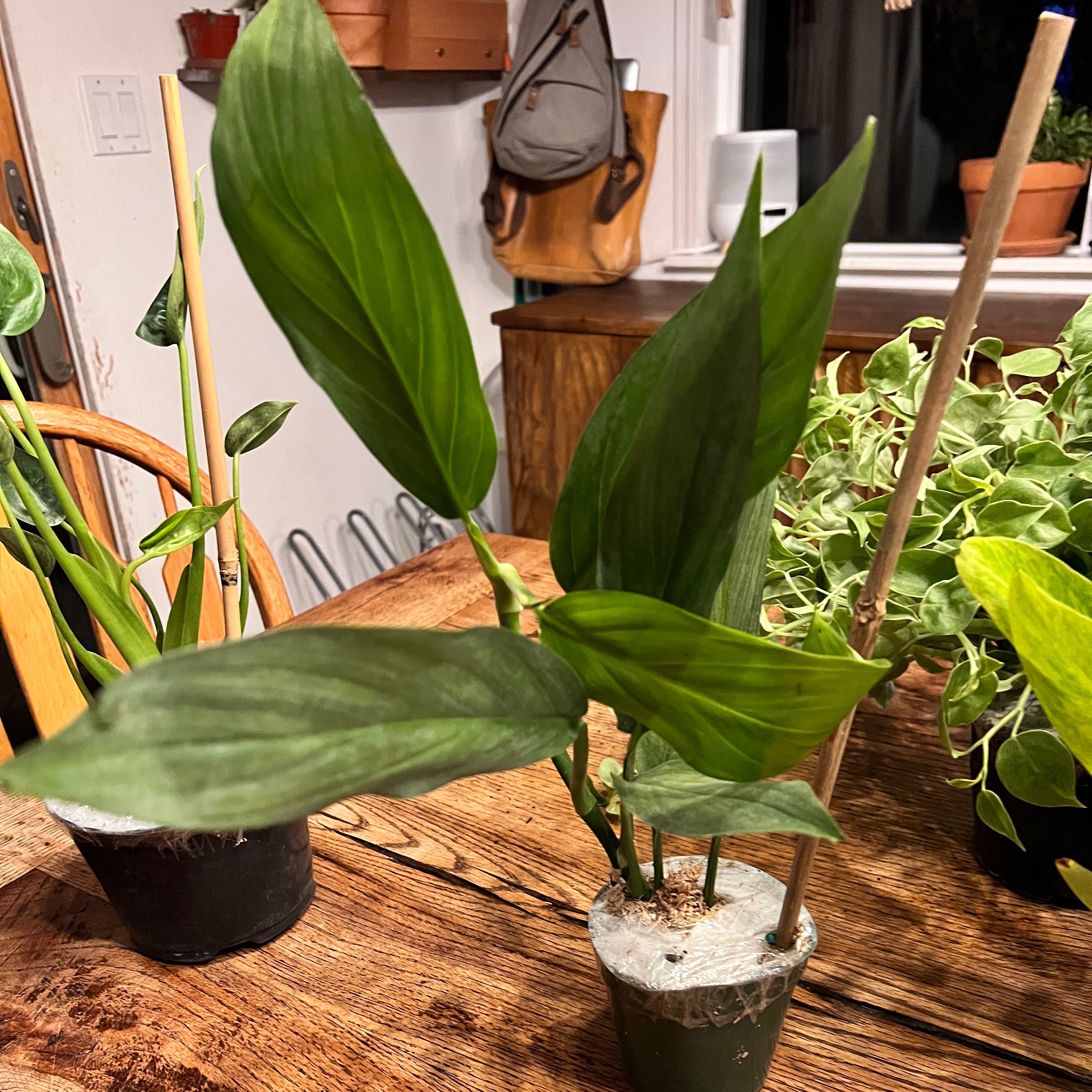 Pothos amplifolia plant in a small pot with green leaves, placed on a wooden surface.