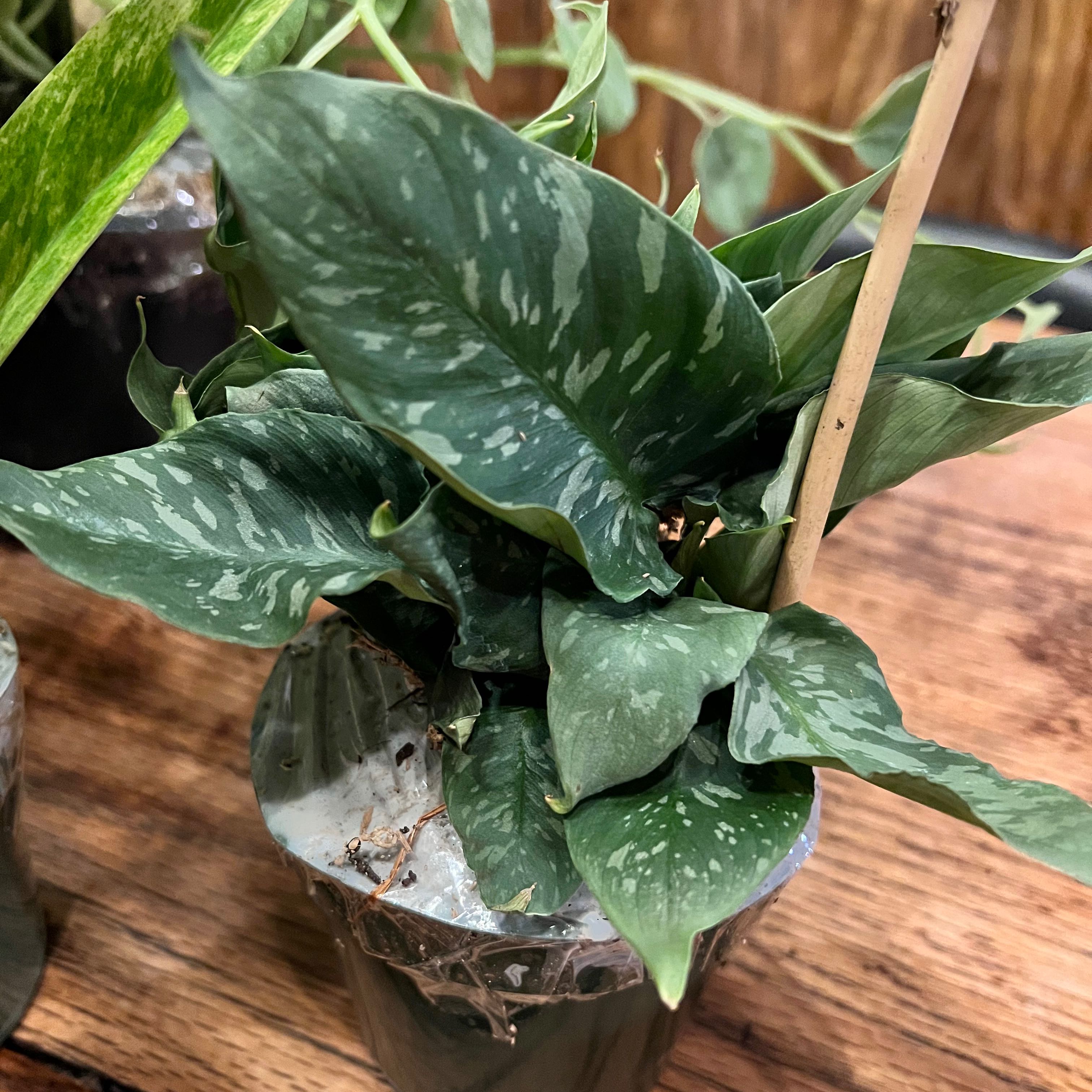 Photo of the plant species Schismatoglottis Thailand by @CrazyPlantLadyP named Thai on Greg, the plant care app