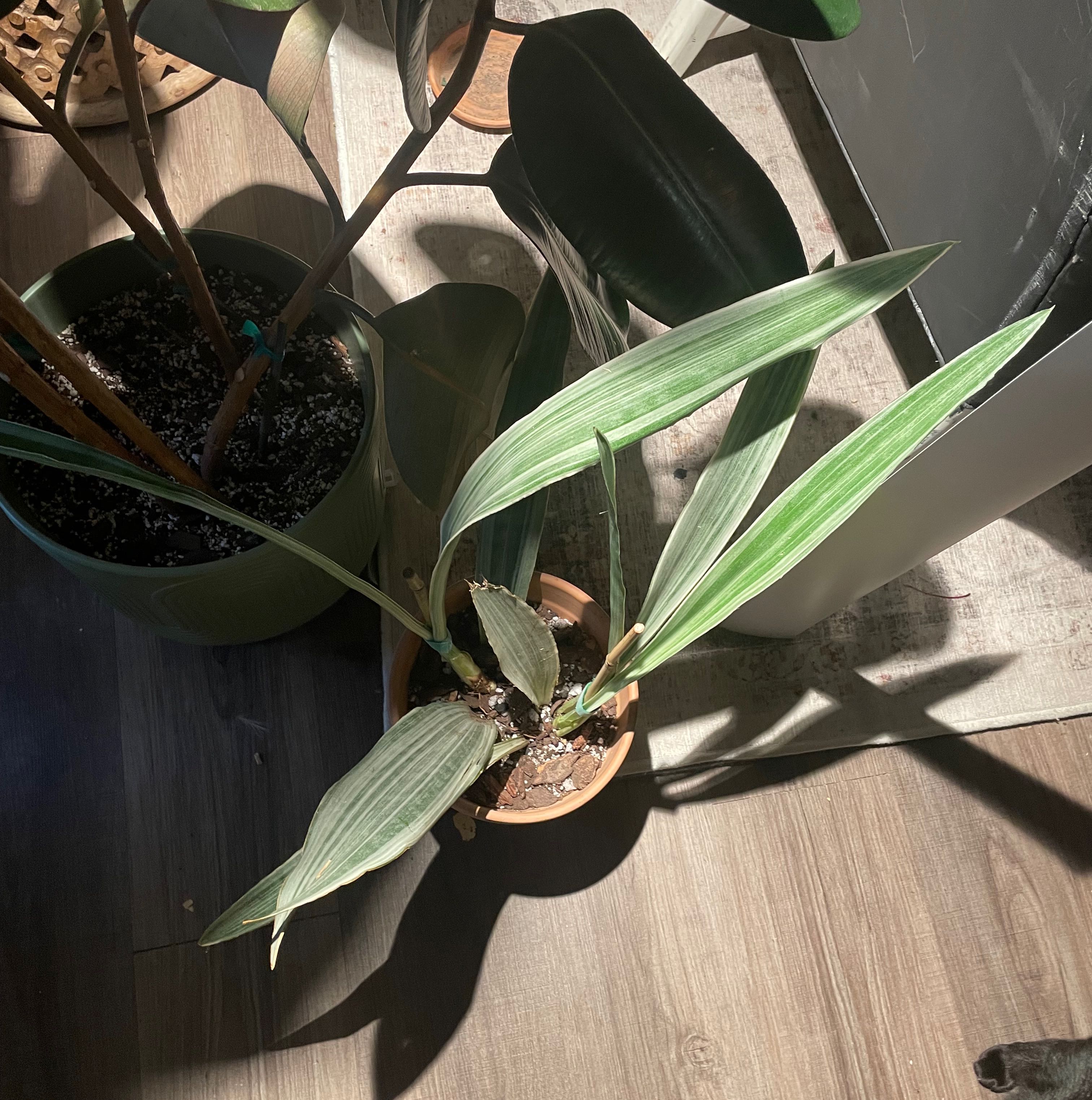 Metallica Snake Plant in a small pot with visible soil, well-framed and healthy.