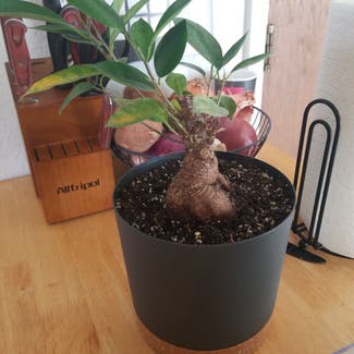Ficus Ginseng plant in Killeen, Texas