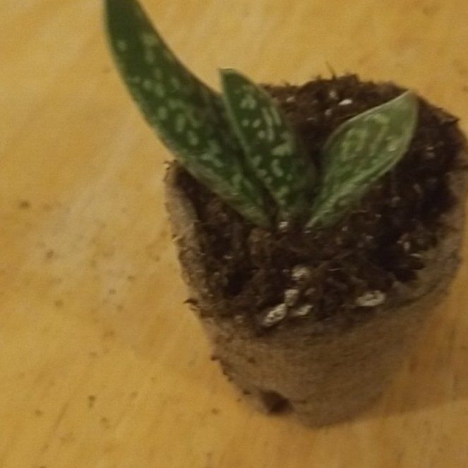 Photo of the plant species gasteria bicolor by @InspiredFanmoss named Peter Parker on Greg, the plant care app