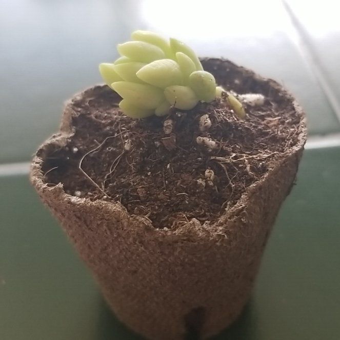 Photo of the plant species Burro's Tail by @InspiredFanmoss named Kendall on Greg, the plant care app