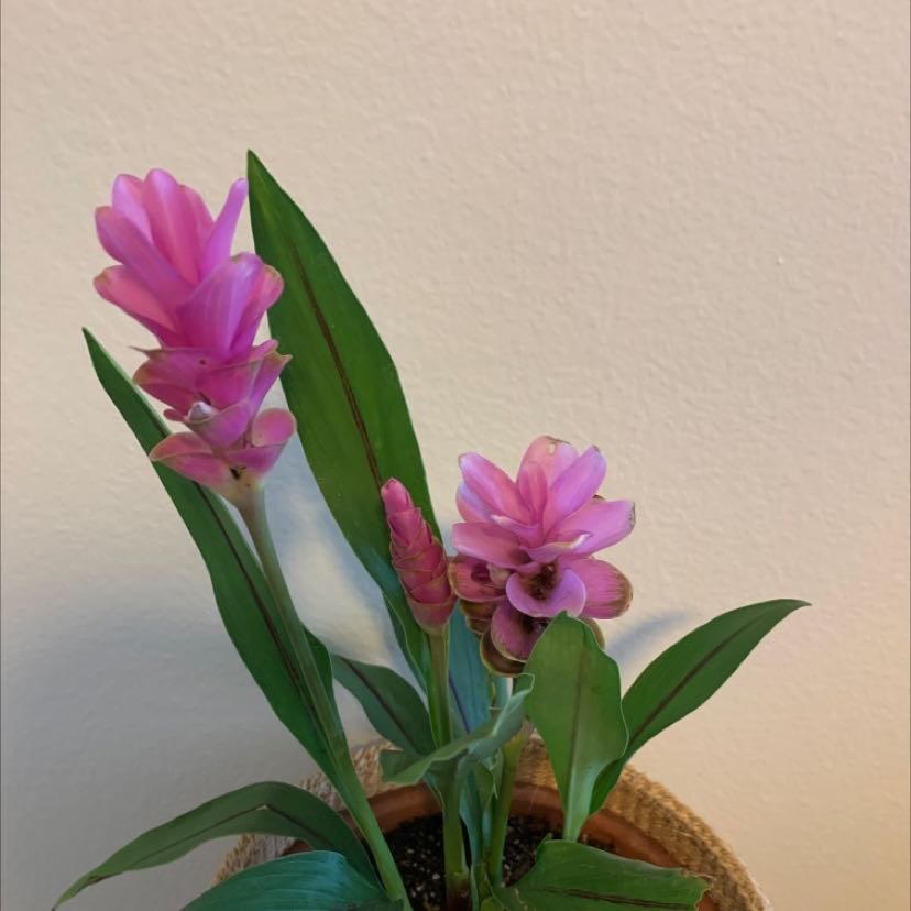 Siam tulip plant with vibrant pink flowers and healthy green leaves in a pot.