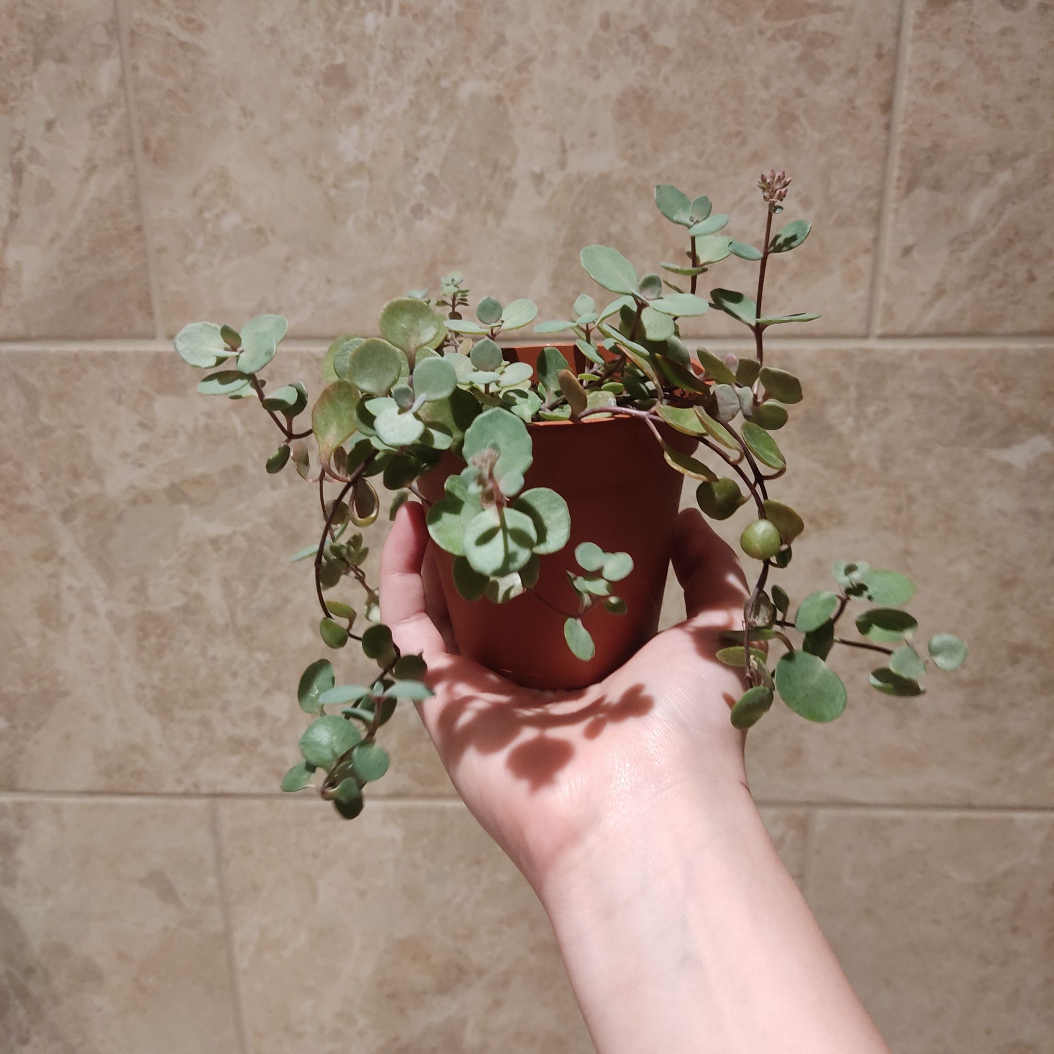 A healthy October Daphne plant in a small pot, held by a hand against a tiled background.
