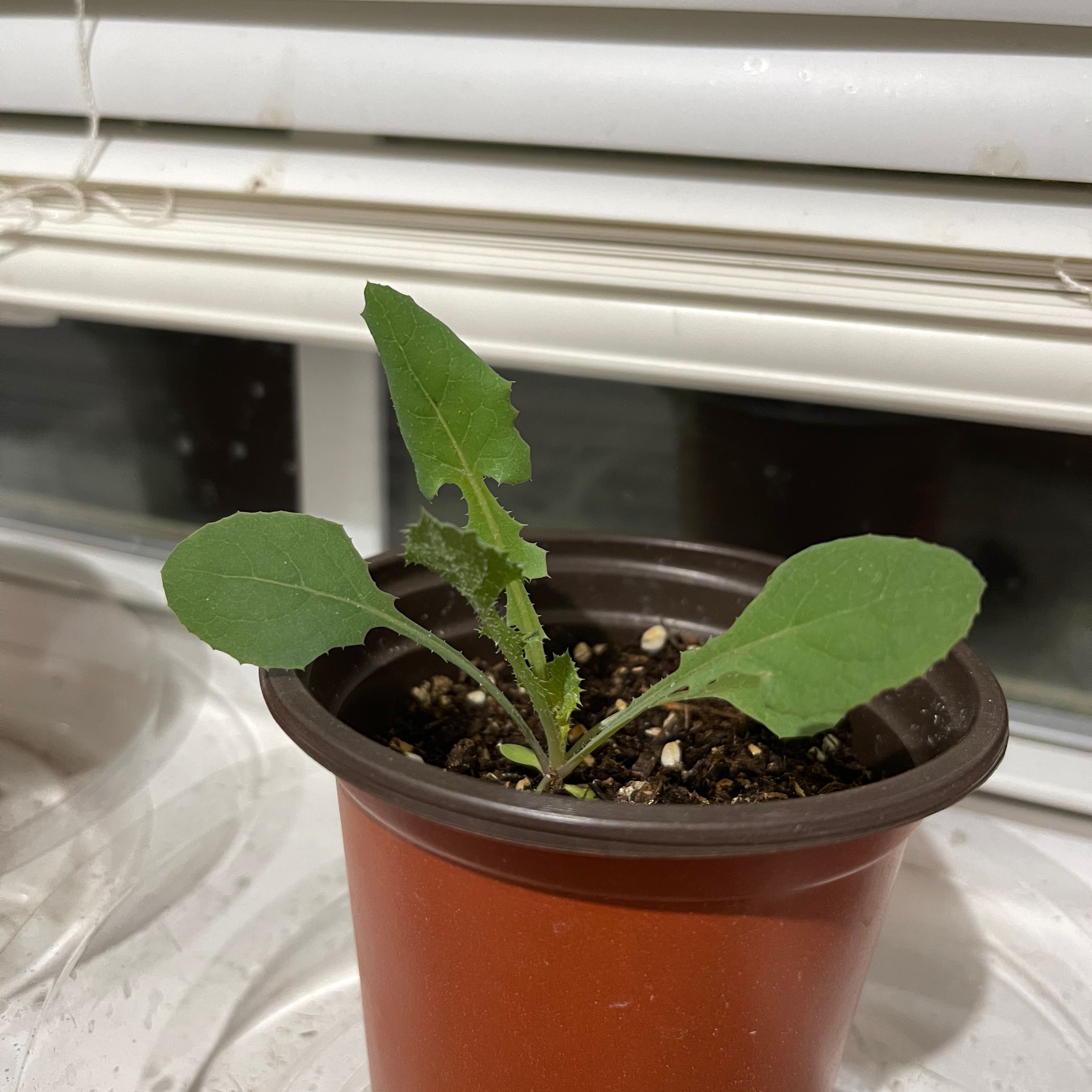 Young Common Sowthistle plant in a small pot near a window.