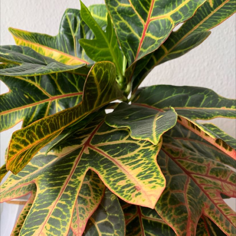 Photo of the plant species Oakleaf Croton by @Plantindiego named Gates on Greg, the plant care app