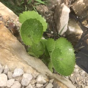 Photo of the plant species Beetleweed by @OutgoingOricad named Treeyoncé on Greg, the plant care app