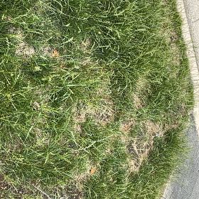 Photo of the plant species Smooth Meadowgrass by @HoneyedCorncob named Zeus on Greg, the plant care app