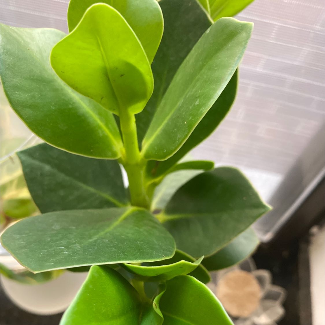 Photo of the plant species Dwarf clusia by @GladFanmoss named Orwell on Greg, the plant care app