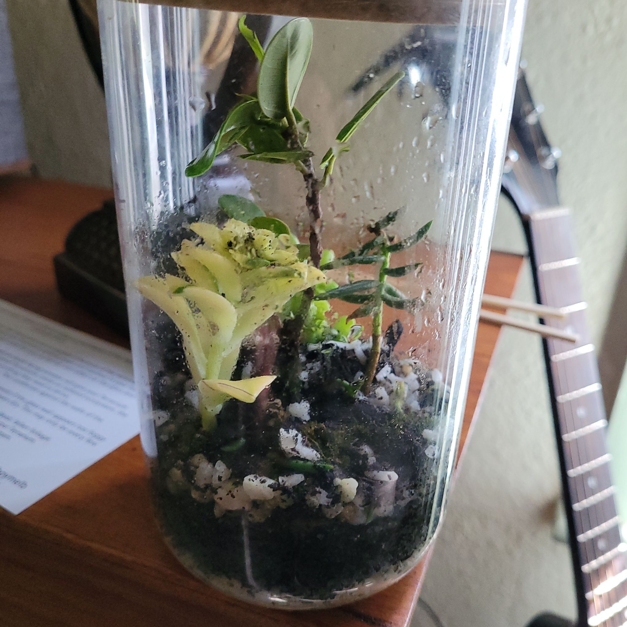 Ficus Bonsai plant in a glass container with visible soil and pebbles. Some leaf yellowing present.
