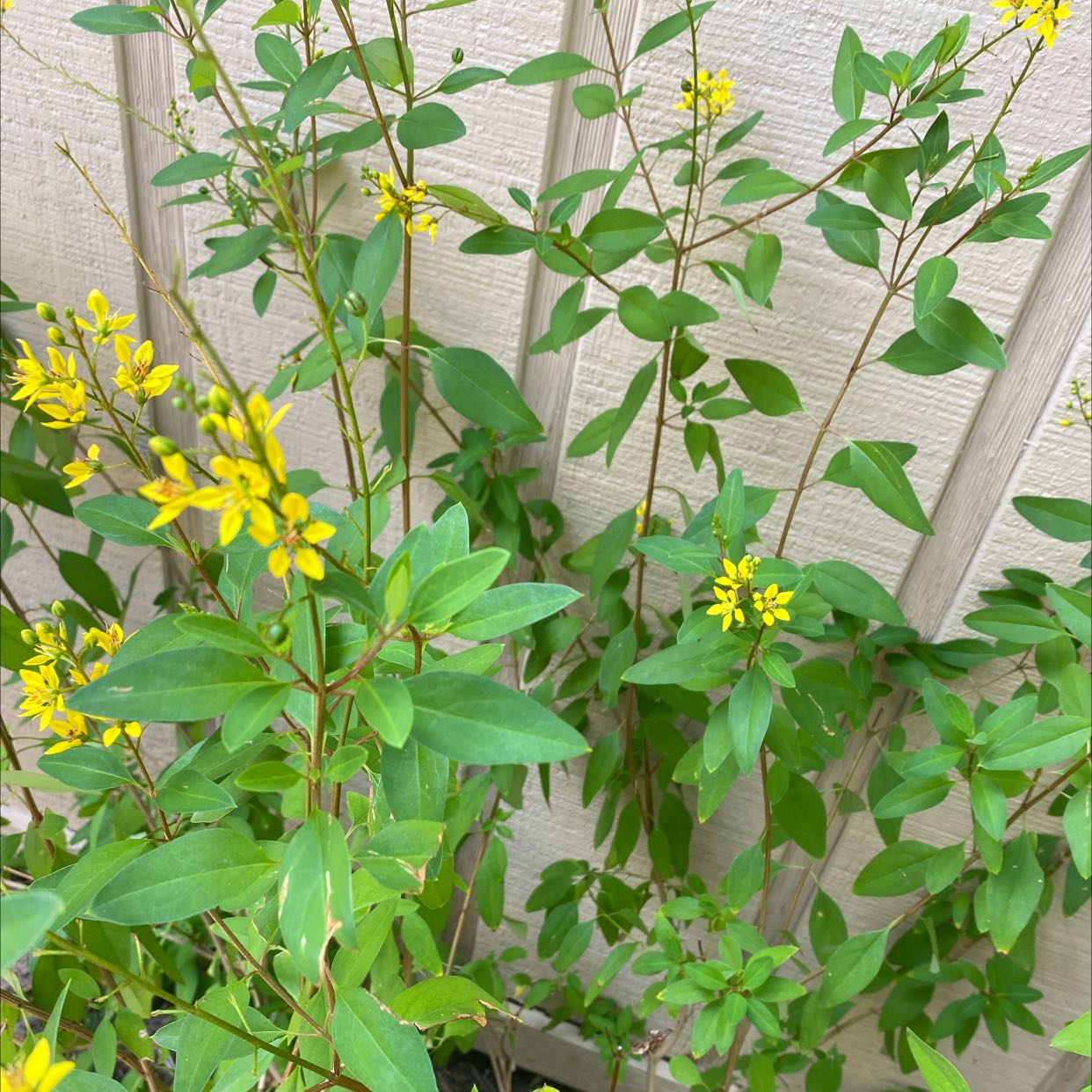 Plant care for Barbados Cherry on Greg, the plant care app