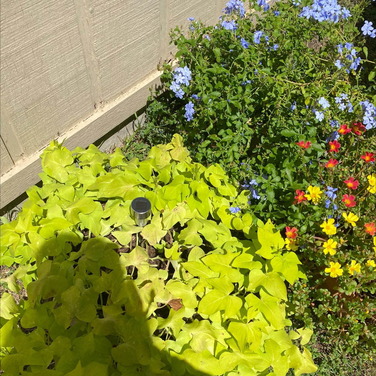 Garden with Blue Plumbago, yellow-green leaves plant, and red and yellow flowers.