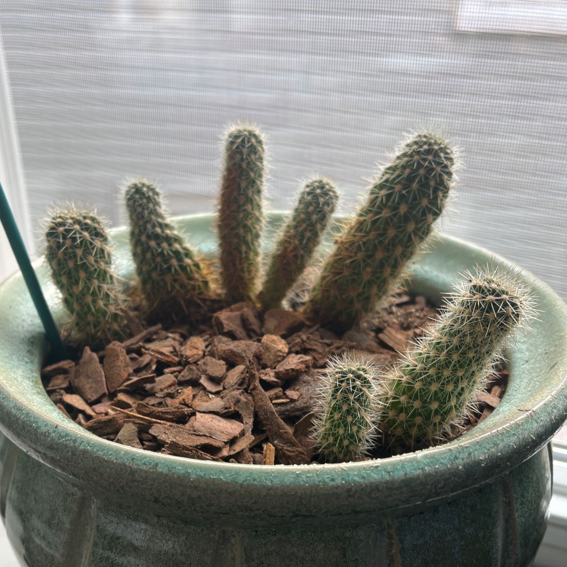 Potted Candy barrel cactus with multiple stems in a green pot, covered with bark mulch.