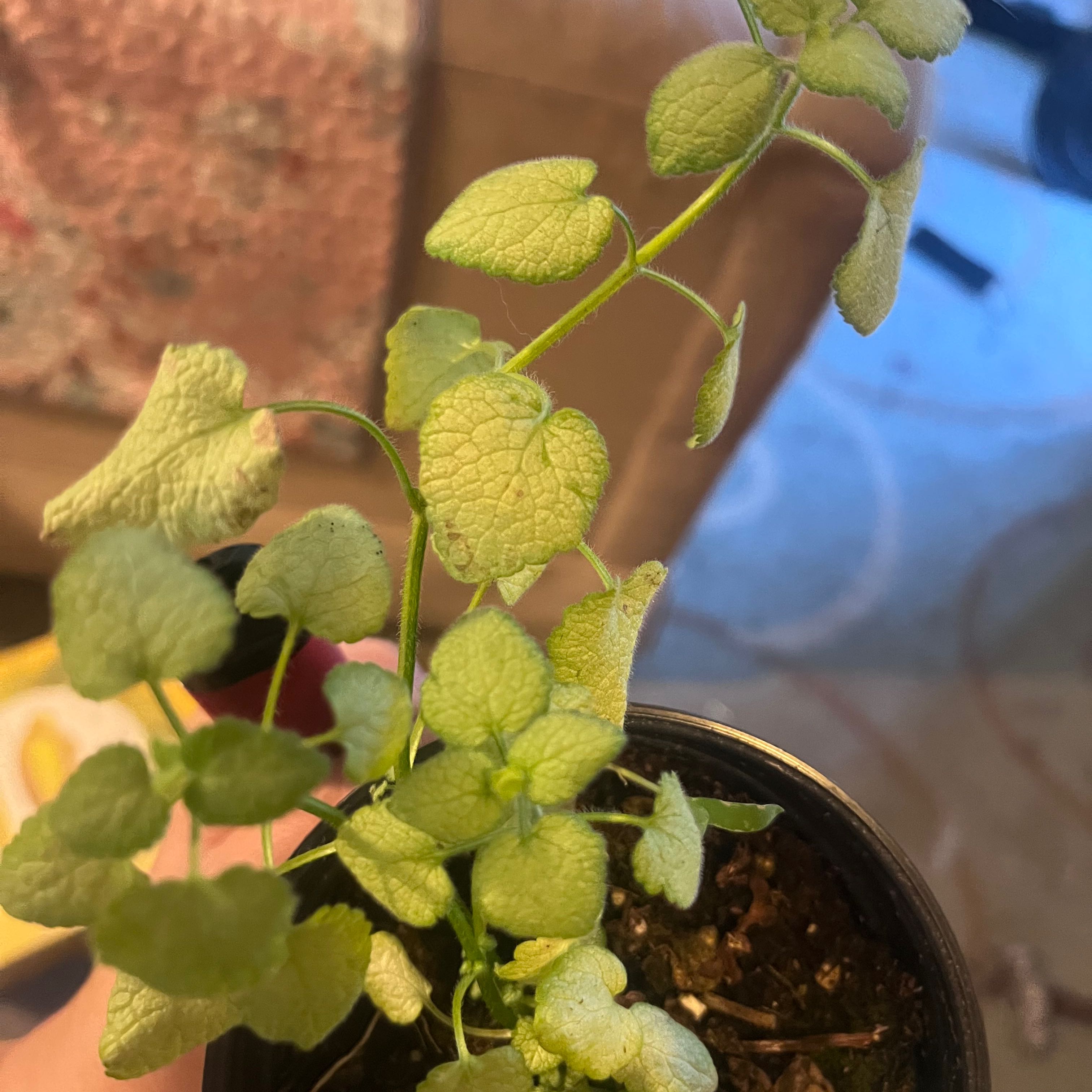 Potted Annual Honesty plant with small green leaves, held by a hand.