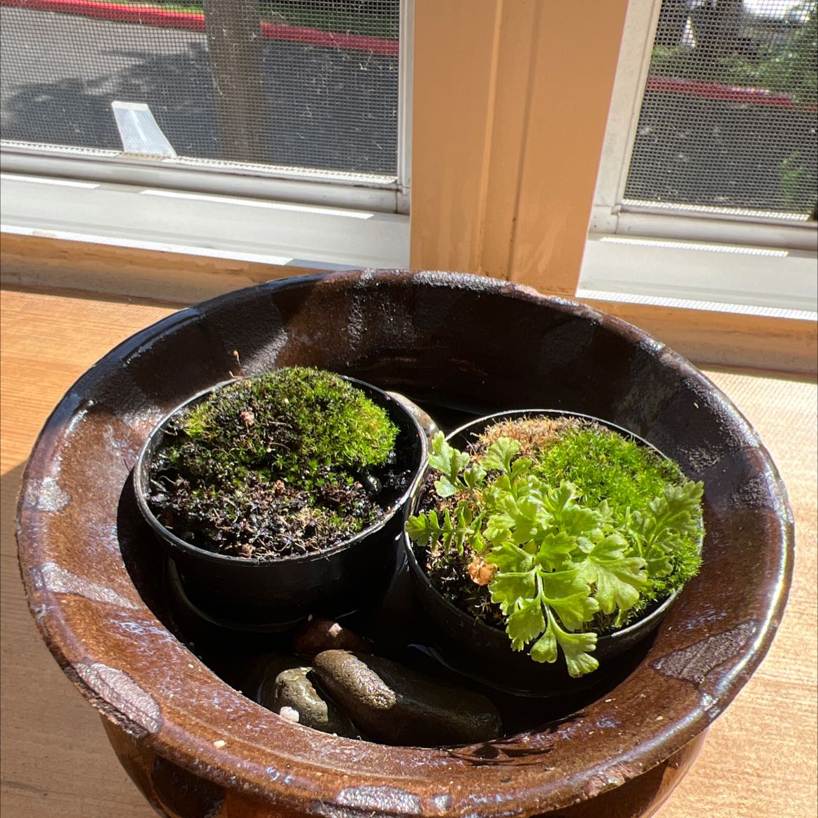 Photo of the plant species Jersey Fern by @ExpectantLemon named Fred on Greg, the plant care app