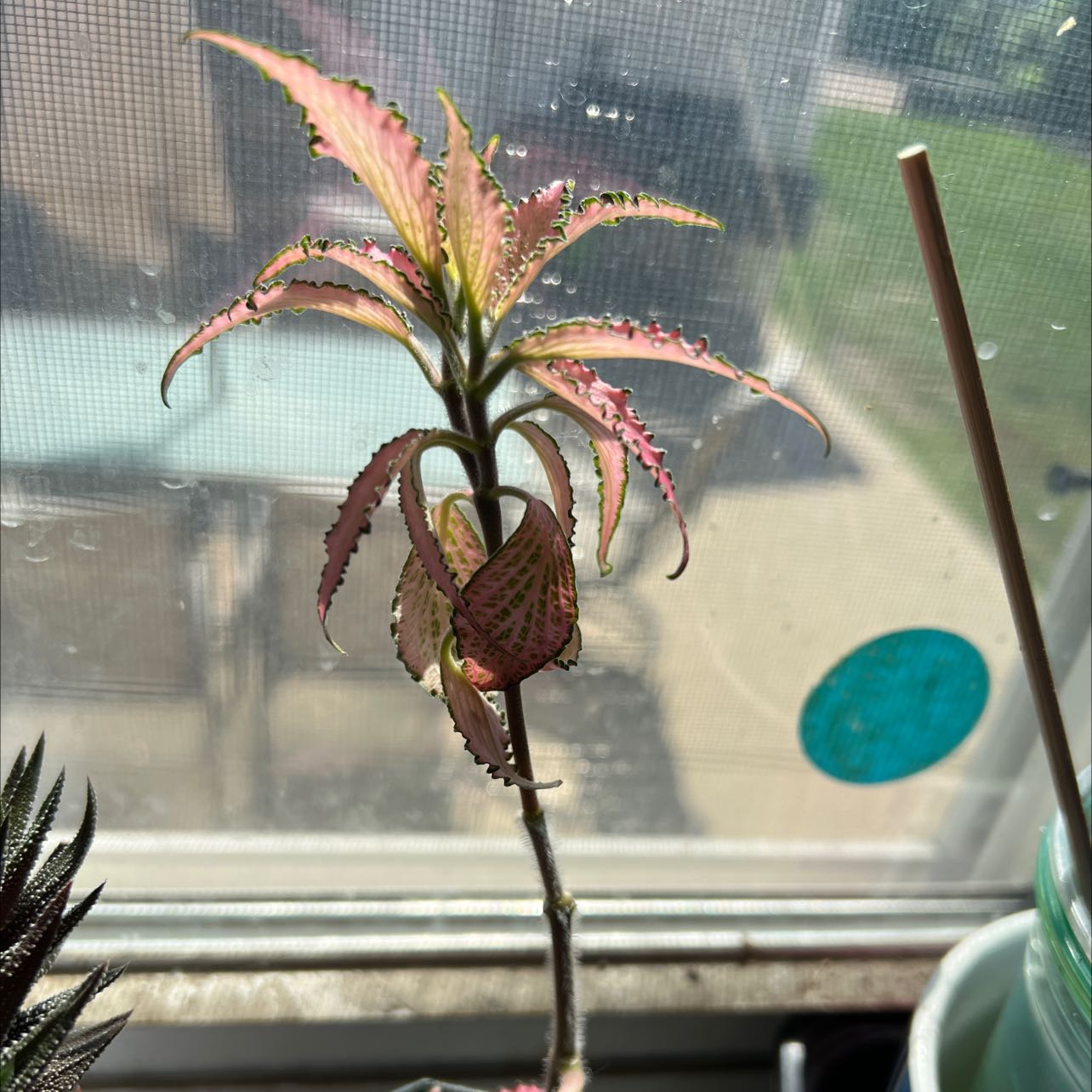 Photo of the plant species Pink Hybrid Nerve Plant by @NiceSeadragon named Pink Freddie Nerve Plant on Greg, the plant care app
