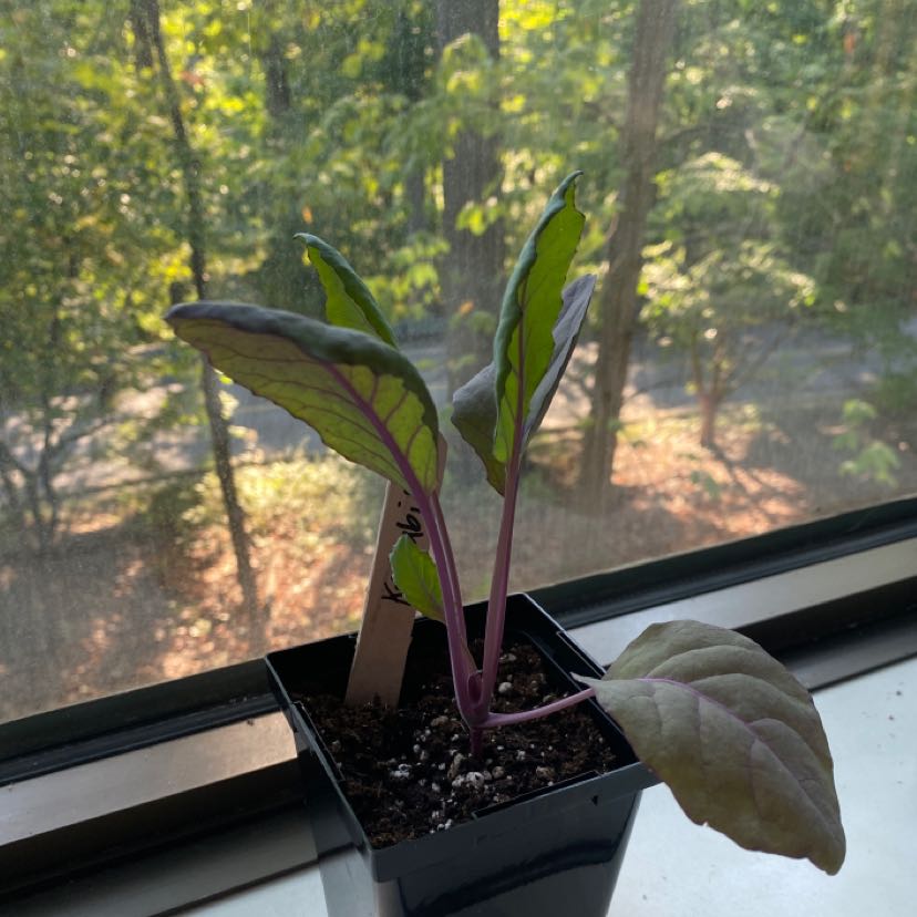Photo of the plant species Kohlrabi by @SultryChervil named cole berg on Greg, the plant care app