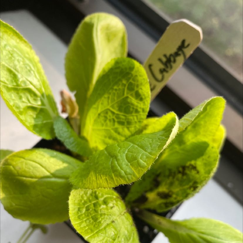 Photo of the plant species Napa Cabbage by @SultryChervil named ping on Greg, the plant care app