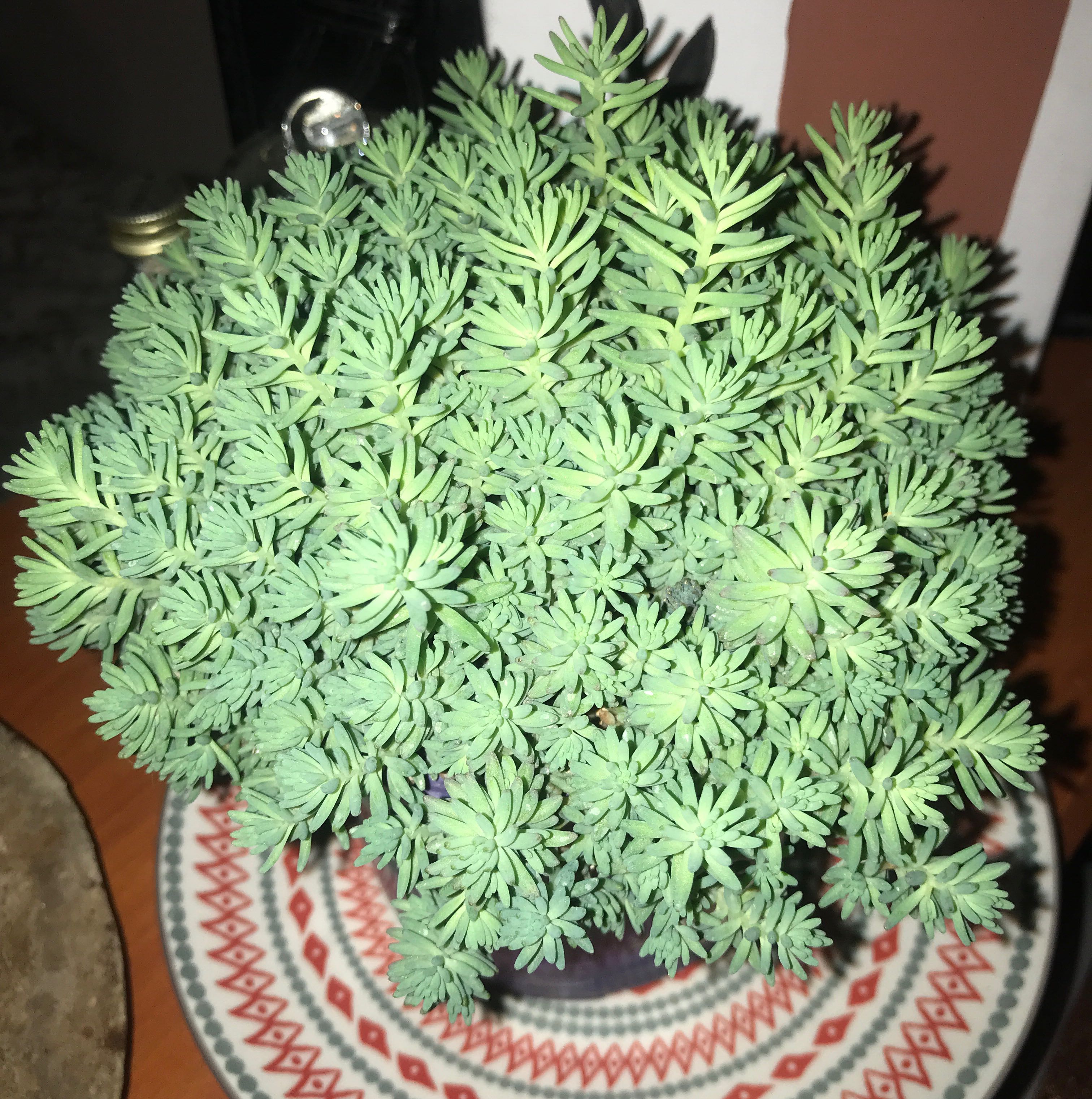 Photo of the plant species Pale Stonecrop by @NiftyImpatiens named Harmony on Greg, the plant care app