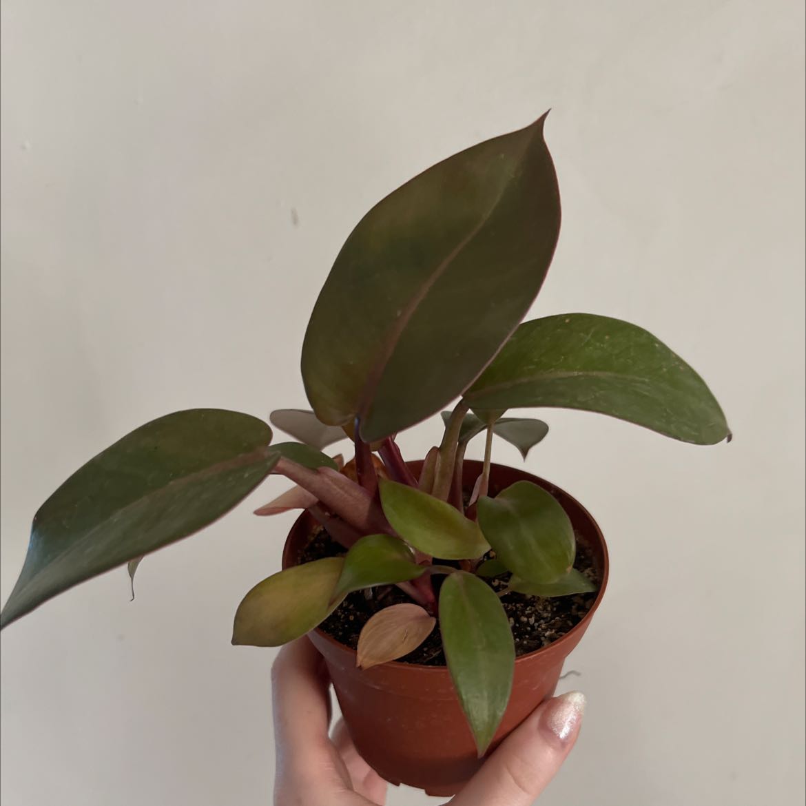 Philodendron 'Black Cardinal' plant in a small pot, held by a hand.