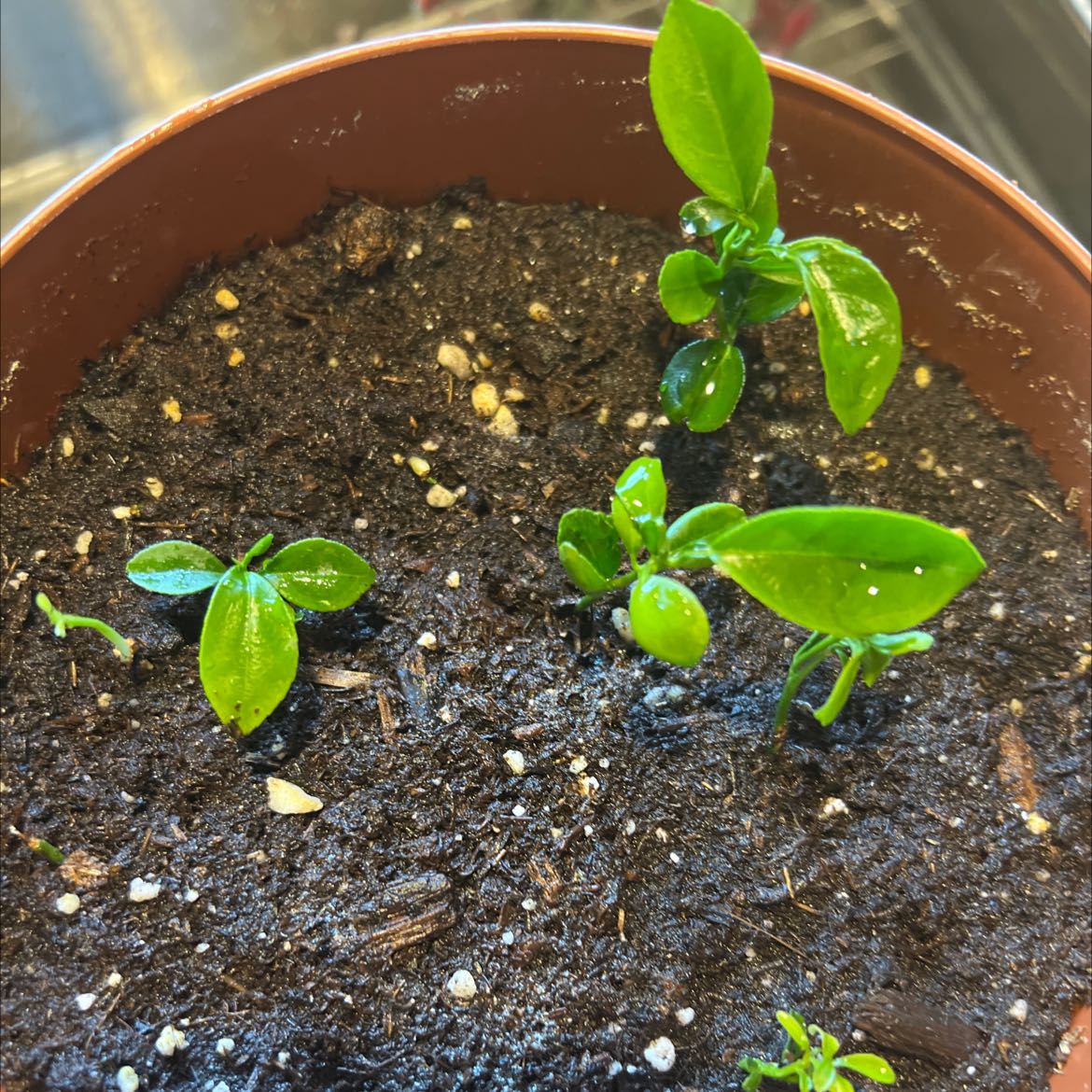 Young orange tree plant in a pot with dark soil and healthy green leaves.